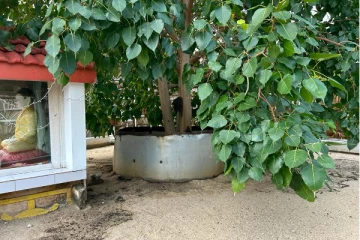 கச்சத்தீவு புனித அந்தோனியார் திருத்தலத்தில் புத்தர் சிலை விவகாரம்! யாழ்.மாவட்டச் செயலரிடம் கோரிக்கை