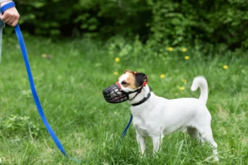 நாய் வளர்ப்பவரா நீங்கள்? இதை செய்யாவிட்டால் ரூ.1000 அபராதம்