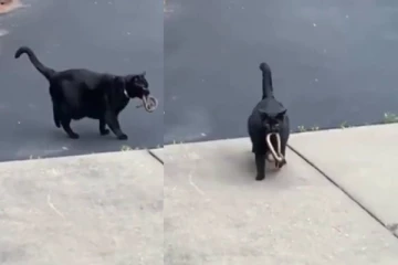 பஞ்சுமிட்டாய் போல பாம்பை கொன்று  அசால்டாக விழுங்கும் பூனை...திகைக்க  வைத்த காட்சி