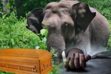 யானை தாக்குதல்கள் காரணமாக அச்சத்தில் மக்கள்: சவப்பெட்டியை வீதியில் வைத்து ஆர்ப்பாட்டம் (Video)