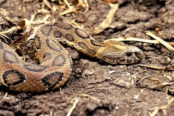 உலகின் கொடிய விஷம் கொண்ட பாம்புகள்: நூறு பேரை கொல்லுமாம் | Most Dangerous Snakes In World That Kill Humans