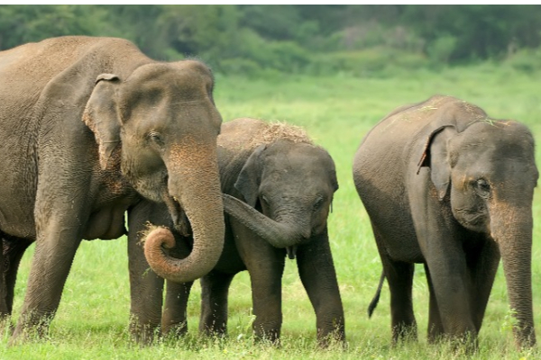 துப்பாக்கிச் சூட்டில் மற்றுமொரு யானை பலி! | Another Elephant Died In The Firing