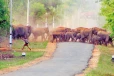 අලි - මිනිස් ගැටුමෙන් පීඩා විදි ජනතාවට සුබ ආරංචියක්