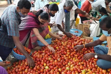 தக்காளி விலை சரிந்தது - கிலோ ரூ.30க்கு விற்பனை - மகிழ்ச்சியில் பொதுமக்கள்