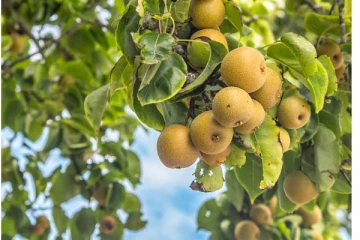 அதிக இலாபம் ஈட்டும் இடைத்தரகர்கள், நஷ்டத்தில் விவசாயிகள்!