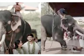 Photoshoot-ன் போது பரபரப்பு! பாகனை தூக்கி வீசியெறிந்த யானை- வைரலாகும் வீடியோ