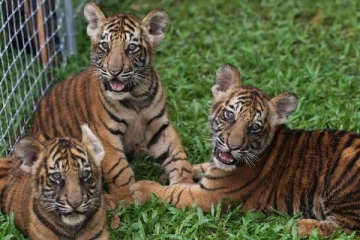 தெஹிவளையில் வங்கப் புலிக்குட்டிகள் (Photos)