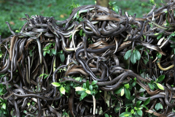 மிரள வைக்கும் பாம்பு தீவு; எங்கே உள்ளது தெரியுமா? | Do You Know Where The Terrifying Snake Island Is