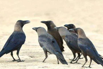 கோடிக்கணக்கான இந்திய காகங்களை தேடி தேடி கொல்லும் நாடு - இப்படி ஒரு காரணமா?