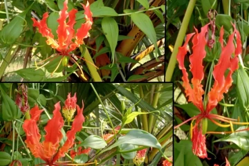 தாயகத்தில் பூத்துக்குலுங்கும் கார்த்திகை மலர்: நினைவேந்தலுக்கு தயாராகும் தாயகம்(Photos)