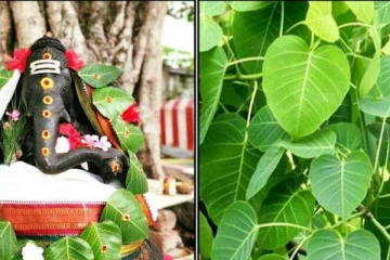 கோரிக்கை நிறைவேற அரச இலை வழிபாடு