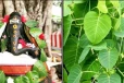 கோரிக்கை நிறைவேற அரச இலை வழிபாடு