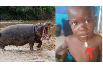 2 வயது குழந்தையை விழுங்கிய நீர்யானை... - அடுத்து நடந்தது என்ன? - வெளியான அதிர்ச்சி சம்பவம்