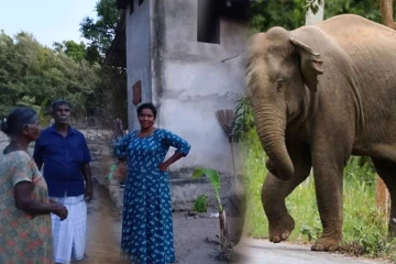 கேப்பாபுலவு பிலக்குடியிருப்பில் காட்டு யானை அட்டகாசம்: உயிர்தப்பிய வயோதிப குடும்பம்
