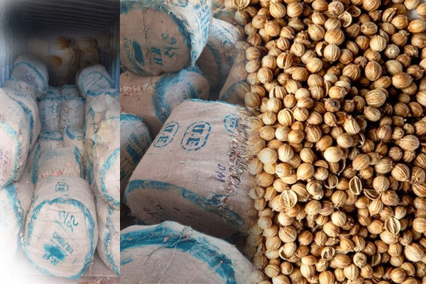 கொத்தமல்லி என்ற போர்வையில் பீடி இலைகள் இறக்குமதி! | Imported Beedi Leaves Under Guise Of Coriander