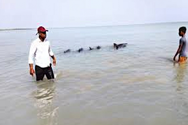 மட்டக்களப்பில் கரையொதுங்கியுள்ள டொல்பின் மீன்கள் | Dolphins Beached In Batticaloa
