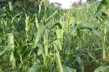 மட்டக்களப்பில் சோளப்பயிரில் படைப்புழு தாக்கம்!