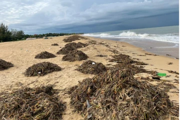 முல்லைத்தீவு கடற்கரையில் கரையொதுங்கும் தாவரங்கள்! கடல் கொந்தளிப்பு