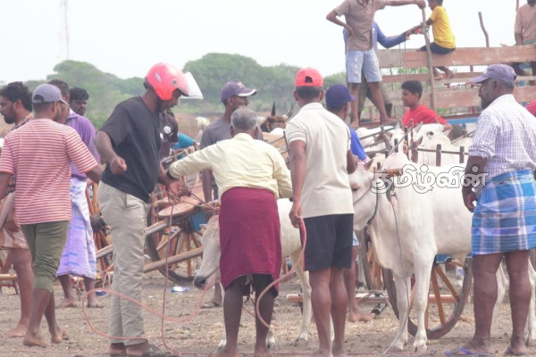 மன்னாரில் சிறப்பாக இடம்பெற்ற மாட்டுவண்டி சவாரி போட்டி | Well Attended Bullock Cart Competition In Mannar