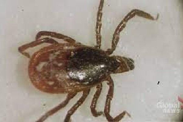கனடாவில் அரிய வகை நோய் குறித்து எச்சரிக்கை | Ticks Babesiosis Disease Canada