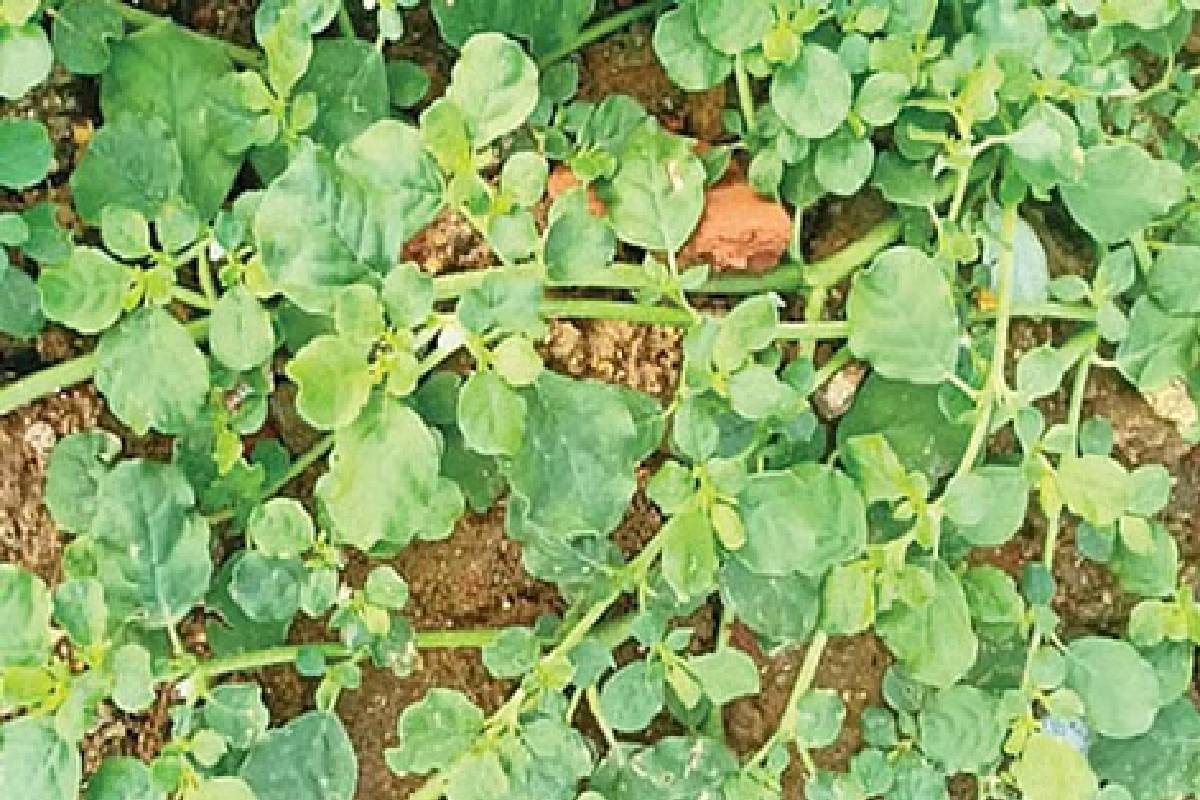 பலரும் கண்டுக்கொள்ளாத மூக்கிரட்டை கீரையில் இவ்வளவு நன்மைகளா? | Punarnava Benefits In Tamil