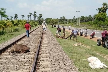 யாழில் 10ற்கும் மேற்பட்ட மாடுகளை பலிவாங்கிய புகையிரம்