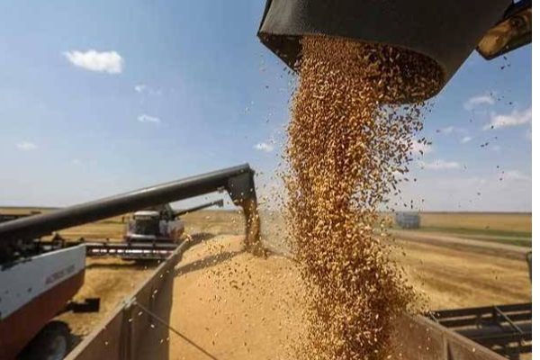 இந்திய கோதுமை மறு ஏற்றுமதிக்கு அமீரகம் தடை செய்தது ஏன்? இதுதான் காரணமாம்! | An On Export Of Indian Wheat To Uae Reason