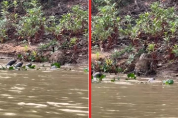 viral video: சிறுத்தை பயந்து பாத்துருக்கீங்களா? அலறவிட்ட கடல் சிங்கங்கள்