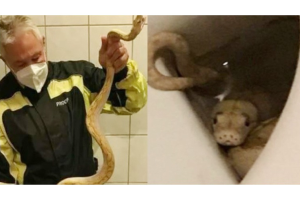 கழிப்பறை கோப்பைக்குள் இருந்த மலைப்பாம்பு.... பார்க்காமல் அமர்ந்த முதியவர்! அடுத்து நடந்தது என்ன? | World கழிப்பறை கோப்பைக்குள் இருந்த மலைப்பாம்பு.... பார்க்காமல் அமர்ந்த முதியவர்! அடுத்து நடந்தது என்ன? | World