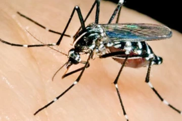 වැස්සත් එක්ක ඩෙංගු ගැන අනතුරු ඇඟවීමක්..