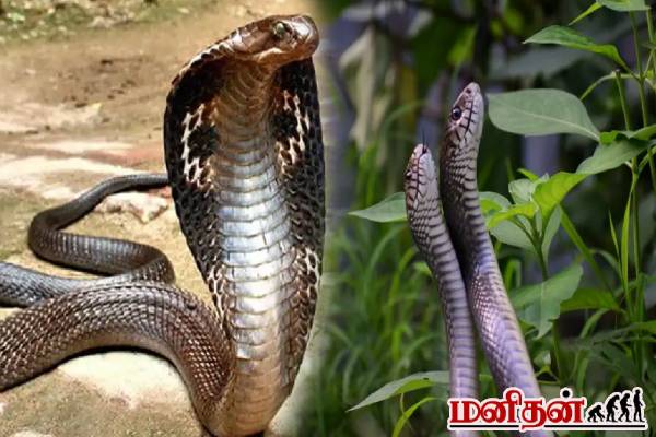 ஆக்ரோஷமாக மாறும் பாம்புகள்... எச்சரிக்கும் வனத்துறை! என்ன காரணம் தெரியுமா? | Why Snakes Turn Aggressive October To December ஆக்ரோஷமாக மாறும் பாம்புகள்... எச்சரிக்கும் வனத்துறை! என்ன காரணம் தெரியுமா? | Why Snakes Turn Aggressive October To December