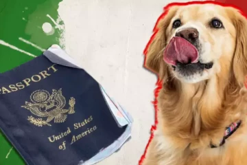 பாஸ்போர்ட்டை வைத்து ஒரு திருமணத்திற்கே ஆப்பு வைத்த வளர்ப்பு நாய் - அதிர்ந்து போன மணமகன்!