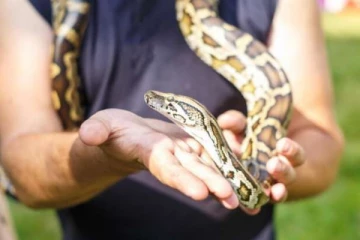 கனடாவில் இருந்து 3 பாம்புகளை கால்சட்டைக்குள் மறைத்து வைத்து கடத்தி வந்த நபருக்கு நேர்ந்த கதி!