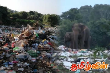 குப்பை மேடுகளை நோக்கி படையெடுக்கும் யானைகள்