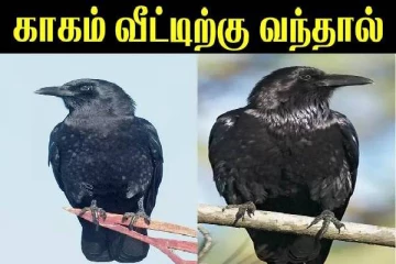 காகம் வீட்டிற்குள் வருவது அதிர்ஷ்டமா? முழுசா தெரிஞ்சிக்கோங்க