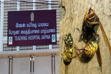 குளவிக் கொட்டுக்கு இலக்கான முதியவர் உயிரிழப்பு - யாழில் சம்பவம்
