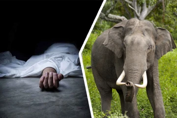 வவுனியாவில் யானை தாக்கி குடும்பஸ்தர் ஒருவர் பலி