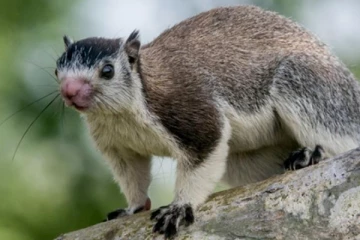 දඬුලේනා වෙනස් කිරීමට සැරසෙන ඇමති..