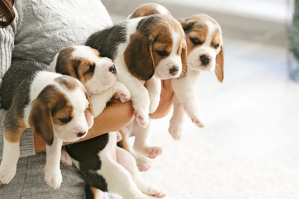 அமெரிக்காவில் 4,000 பீகிள் நாய்கள் மீட்பு! | 4 000 Beagle Dogs Rescued In America