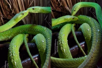 பாம்புகள் முத்தமிடுவதை பார்த்ததுண்டா? மிகவும் அரிதான காட்சி