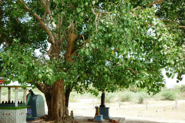 ஒரு கொப்பரை தேங்காயில் தீராத கடன் பிரச்சனையும் தீர்ந்து விடுமாம் | Cup Of Coconut Solve Problem Of Unsolvable Debt
