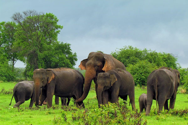 யானைகளின் எண்ணிக்கையில் குறிப்பிடத்தக்க அதிகரிப்பு | Significant Increase In Elephant Population