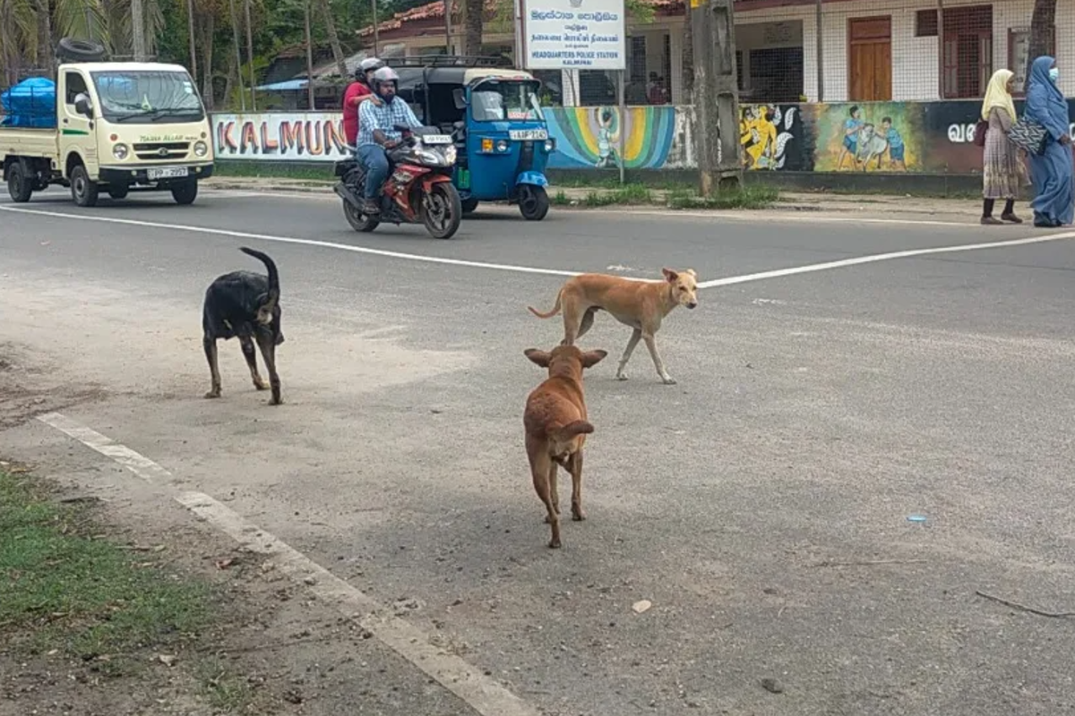 வட மாகாணத்தில் கட்டாக்காலி நாய்கள் தொடர்பில் எடுக்கப்பட்டுள்ள முக்கிய நடவடிக்கை | Action Taken On Stray Dogs In Northern Province வட மாகாணத்தில் கட்டாக்காலி நாய்கள் தொடர்பில் எடுக்கப்பட்டுள்ள முக்கிய நடவடிக்கை | Action Taken On Stray Dogs In Northern Province