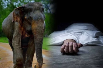 காட்டு யானை தாக்கி குடும்பஸ்தர் மரணம்!