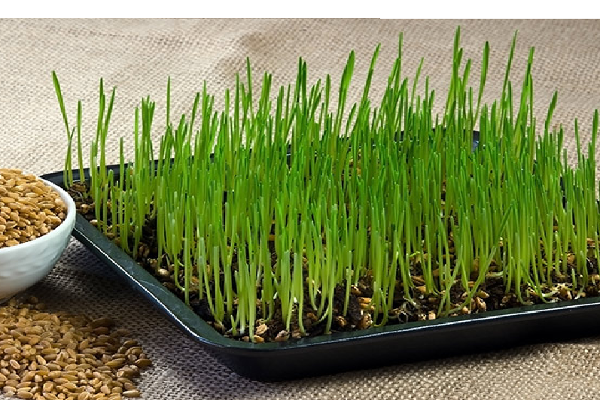 கழிவுகளை 5 நிமிடத்தில் அடித்து விரட்டும் கோதுமை புல் ஜூஸ்! | Wheatgrass Juice