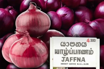 யாழில் வெங்காய உற்பத்தியில் நட்டத்தை எதிர்நோக்கும் விவசாயிகள்: விடுக்கப்பட்டுள்ள கோரிக்கை