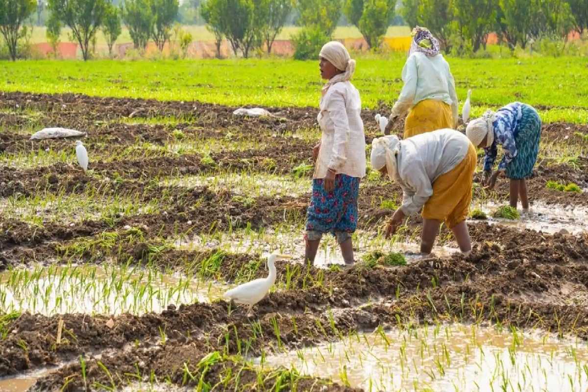 பொதுமக்களுக்கு வெளியான அறிவிப்பு : வேகமாக பரவும் மற்றுமொரு காய்ச்சல் | Rat Fever Risk Rises பொதுமக்களுக்கு வெளியான அறிவிப்பு : வேகமாக பரவும் மற்றுமொரு காய்ச்சல் | Rat Fever Risk Rises