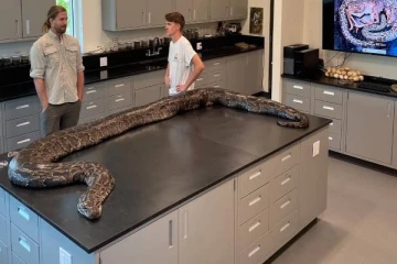 உலகிலேயே மிகப்பெரிய மலைப்பாம்பு சிக்கியது! எங்கு தெரியுமா?