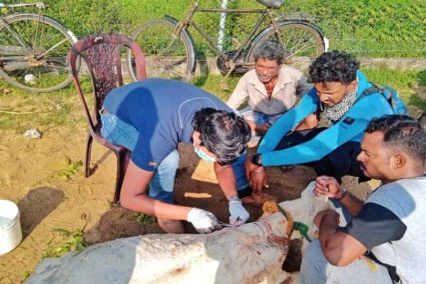 கிளிநொச்சியில் கால்நடை வைத்திய குழுவினரின் நெகிழ்ச்சி செயல்! | Pallai Veterinary Team Saved Pregnant Cow Life