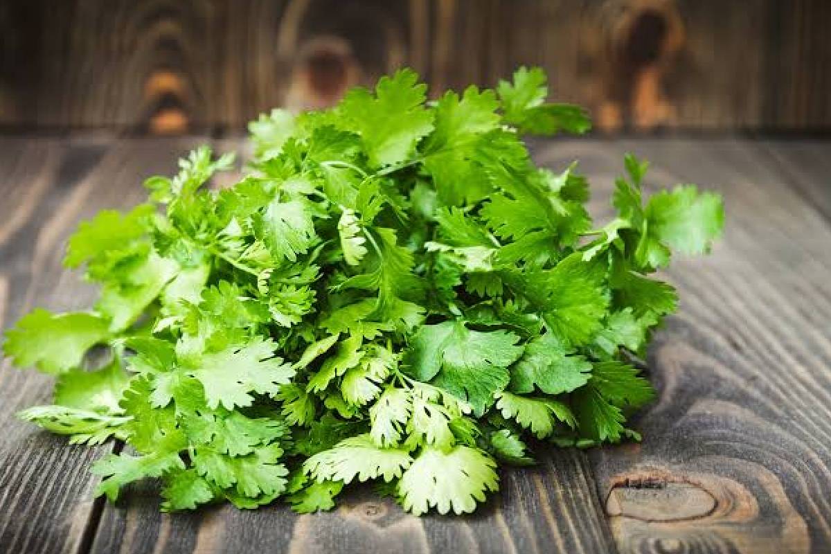 Kitchen tips : ஒரு வாரமானாலும் கொத்தமல்லி பச்சையாக இருக்கணுமா? இந்த டிப்ஸை ட்ரை பண்ணுங்க! | Best Way To Store Coriander For Long Time